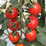 自然栽培トマト販売開始！！