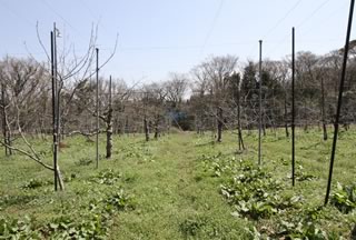 松江市忌部町のりんご園