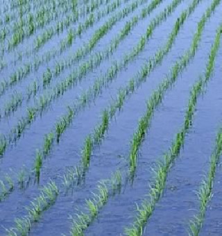 酵素栽培米の水田