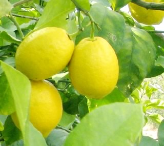 大芝島産のレモン